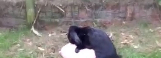 You will never love anything as much as this bunny loves balloon…