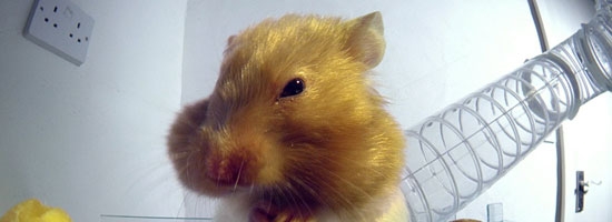 This X-ray shows how hamsters can fit so much food in their tiny cheeks. Amazing