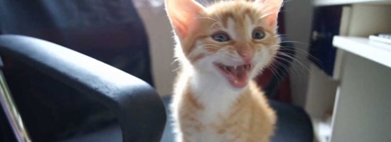 Watching these adorable kittens meowing will going to melt your heart!