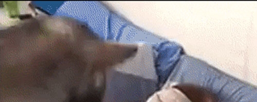 When you ask you pet to wake you up