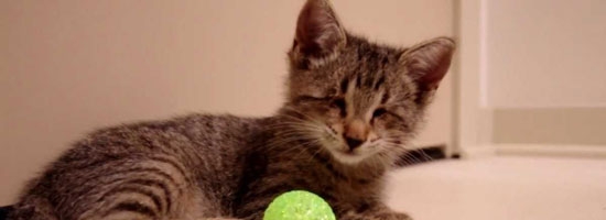 This blind kitten was just given a toy for the first time in his life. What followed is so touching.