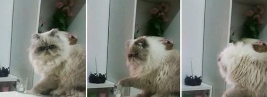 This cat doesn’t give a damn about you! or what you say!