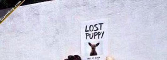 Hey madam, I found your puppy…