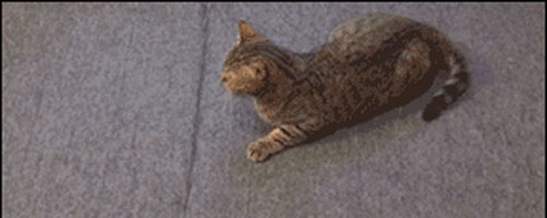 Lazy cat does his best to help his friend