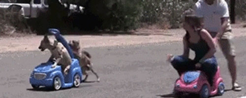 I am sure the dogs definitely cheated