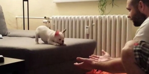 adorable-puppy-awesome-jump