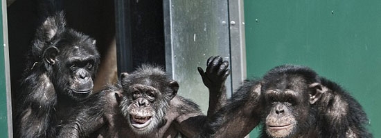 These lab chimps seeing the light of freedom for the first time in 30 years. Watch their reaction when they’re finally released.