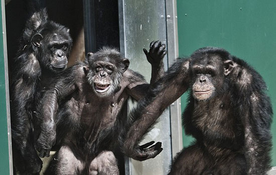 These lab chimps seeing the light of freedom for the first time in 30 years. Watch their reaction when they’re finally released.