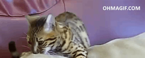 Bengal cat gives a dog a relaxing head massage will make your Sunday more cheerful!