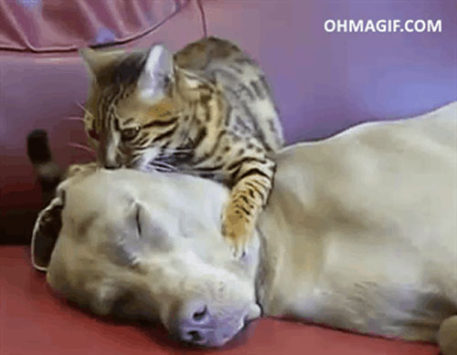 Bengal cat gives a dog a relaxing head massage will make your Sunday more cheerful!