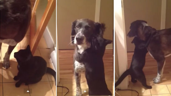 This cat has been waiting for 10 days for the dog to come back. What she does on his return, is so touching!