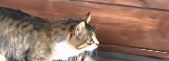 This cat walks like nothing you’ve ever seen before