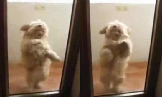 Watching this cute little doggie do hot salsa dance will made your day!