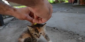 deactivate-cat-safely