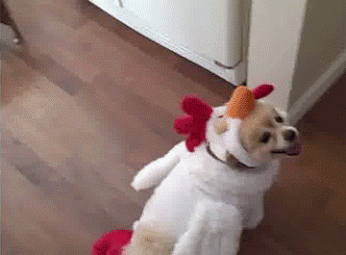 Have you hugged your chicken today?