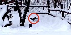 drunk-squirrel-ate-crabapples
