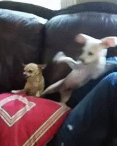 This dog is a fighter. He went half ninja on that little chihuahua!