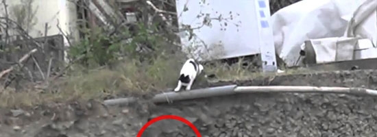 When her kitten was in terrible danger, this mother cat did something amazing to save him!