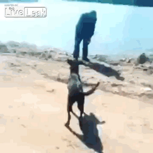 Twisted man tries to throw dog in the river. But what happened next will make you laugh out loud!