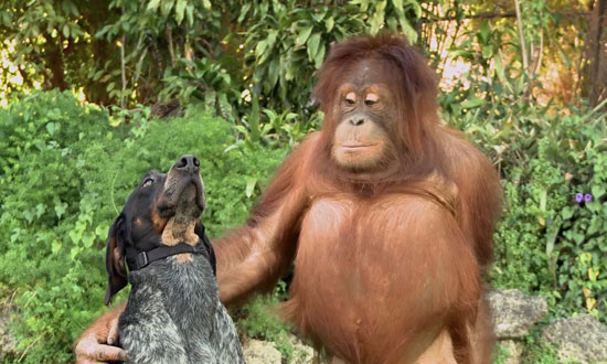 These are the most unlikely animal friendships ever witnessed. They’ll make you feel so good inside.