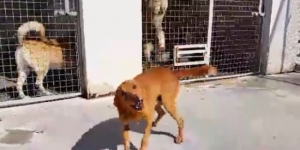 This dog was in shelter for more than 9-years. When he’s finally adopted, his reaction says it all!
