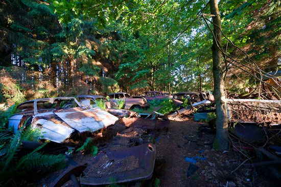 Car Graveyard in Chatillon Belgian Forest