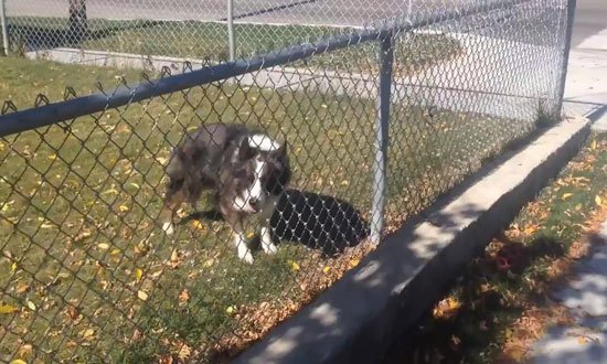 This guy tried to help a dog who couldn’t get to his ball. What happened next is hilarious!