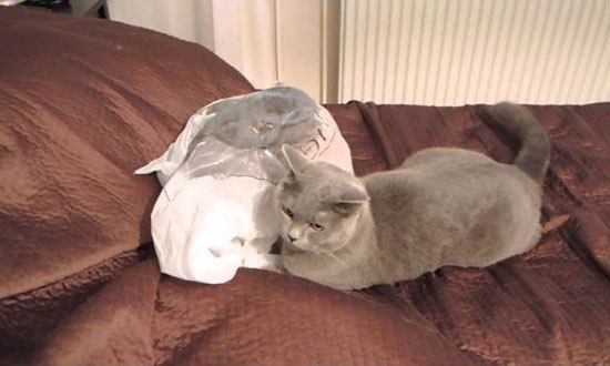 Curious Cat Messing With The WRONG Bag. 4 Seconds in The Video, I Bust Out Laughing!