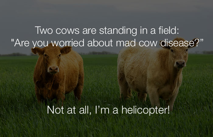 Stupid Jokes - Two cows are standing in a field. One cow says...