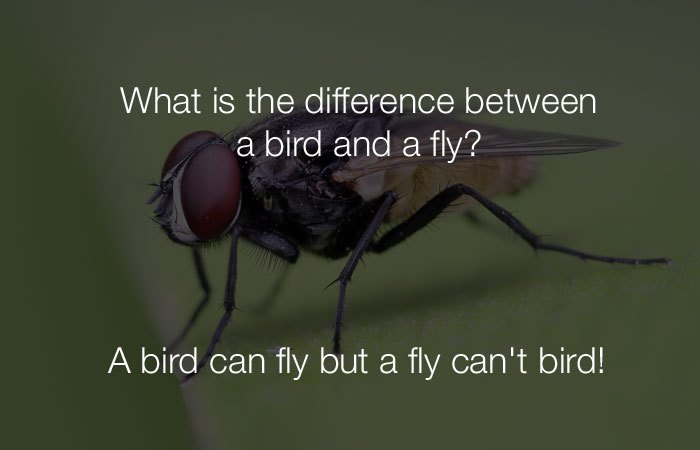 Funniest Jokes - What is the difference between a bird and a fly?