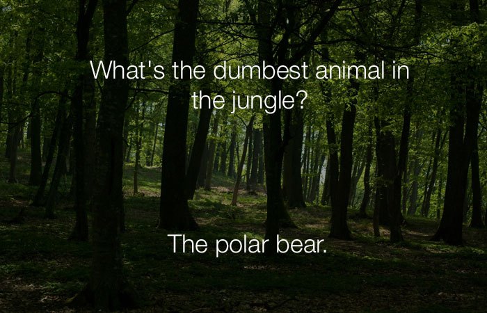 Hilarious Jokes - What's the dumbest animal in the jungle?