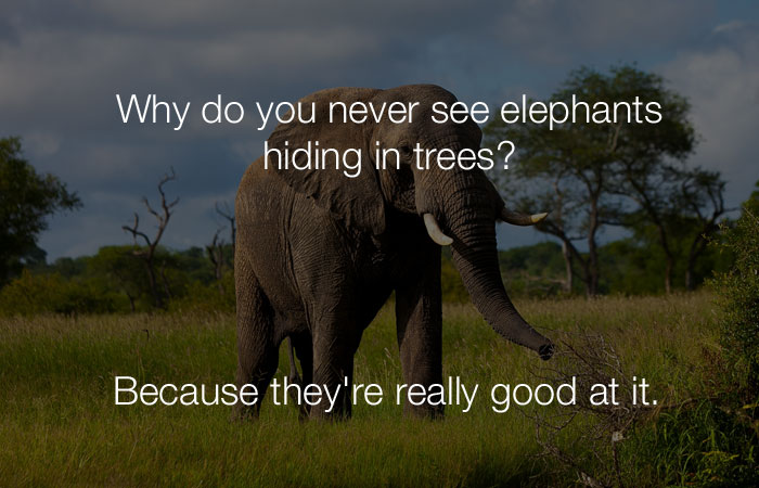 Hilarious Jokes - Why do you never see elephants hiding in trees?