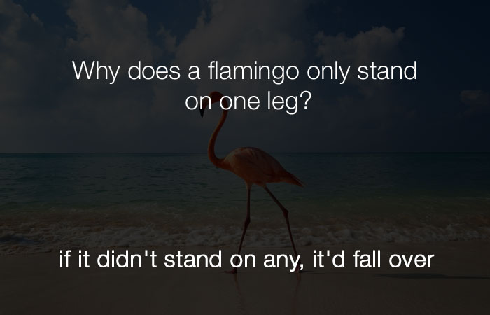 Stupid Jokes - Why does a flamingo stand on one leg?
