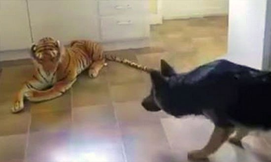 This German Shepherd walked in to his kitchen to confront a Lion! The rest is just hilarious!
