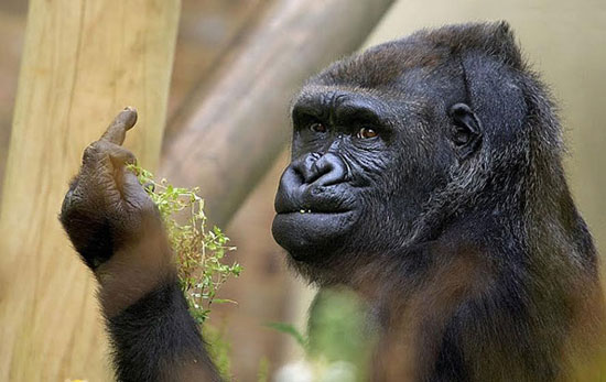 Gorilla Flipping the Bird at Zoo Visitors Is the Weirdest Thing You’ll See Today