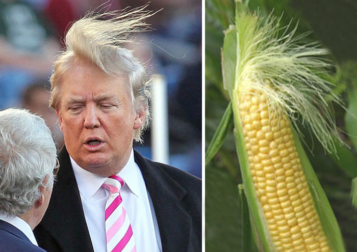 Trump's Magical & Funny Hair