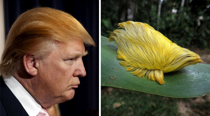 Trump's Magical & Funny Hair