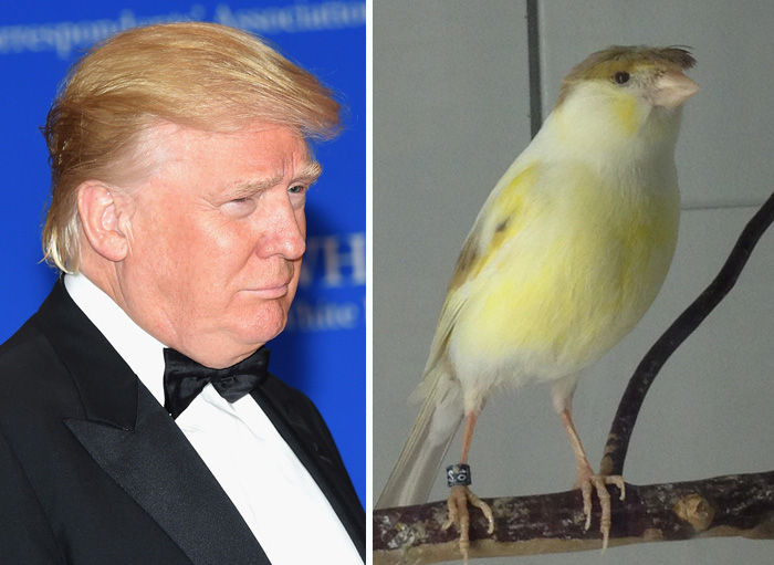 Things Resemble Trump's Hilarious Hair Style
