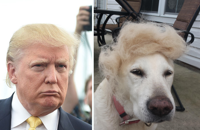 Donald Trump's Hilarious Hair Style