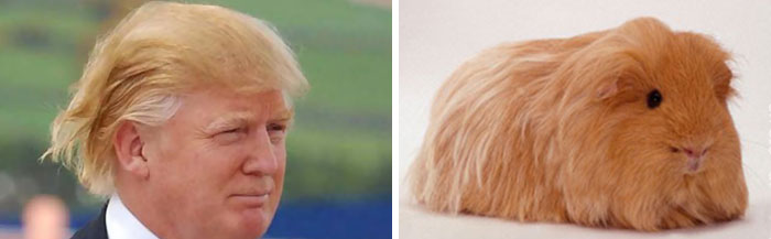 Donald Trump's Hilarious Hair Style