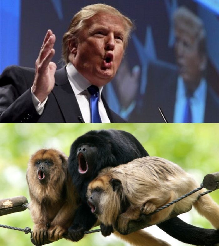 Trump's Magical & Funny Hair