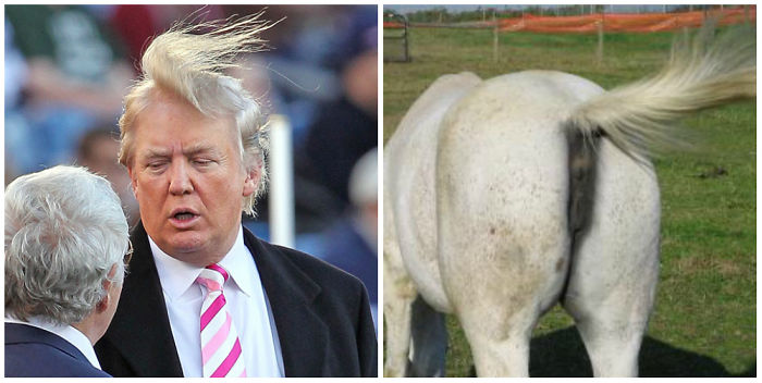 Things Resemble Trump's Hilarious Hair Style