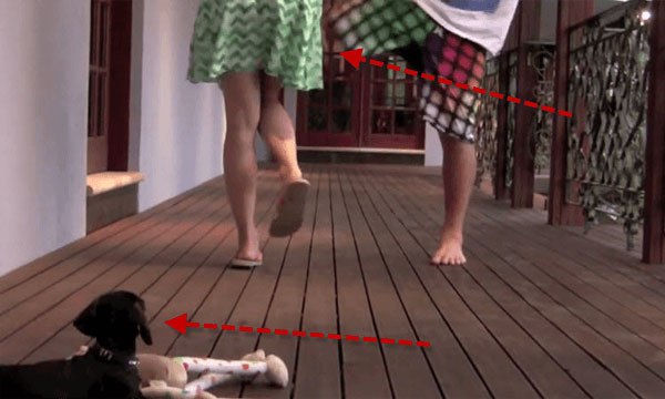 This Cute Little Puppy Protecting His Owner Is the Cutest Thing You Will See Today!