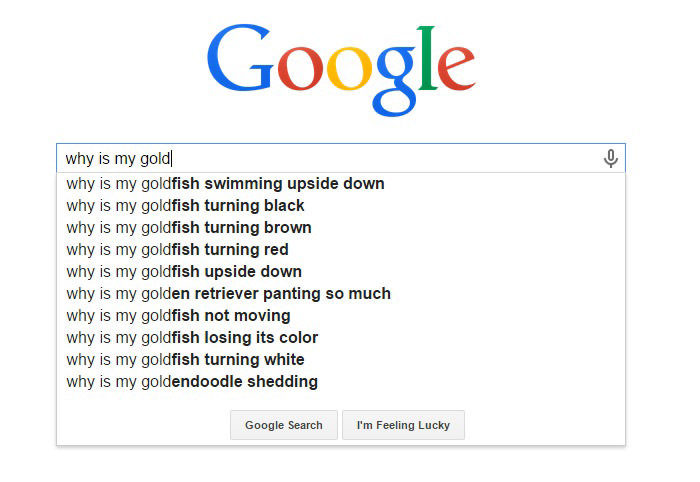 Hilarious Google Search Suggestions - Why is My Goldfish Turning Black