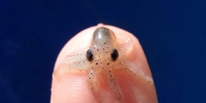 51 Cute Baby Animals Are The Cutest Thing You Will See This Weekend