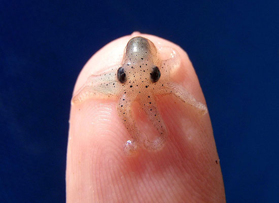 51 Cute Baby Animals Are The Cutest Thing You Will See This Weekend