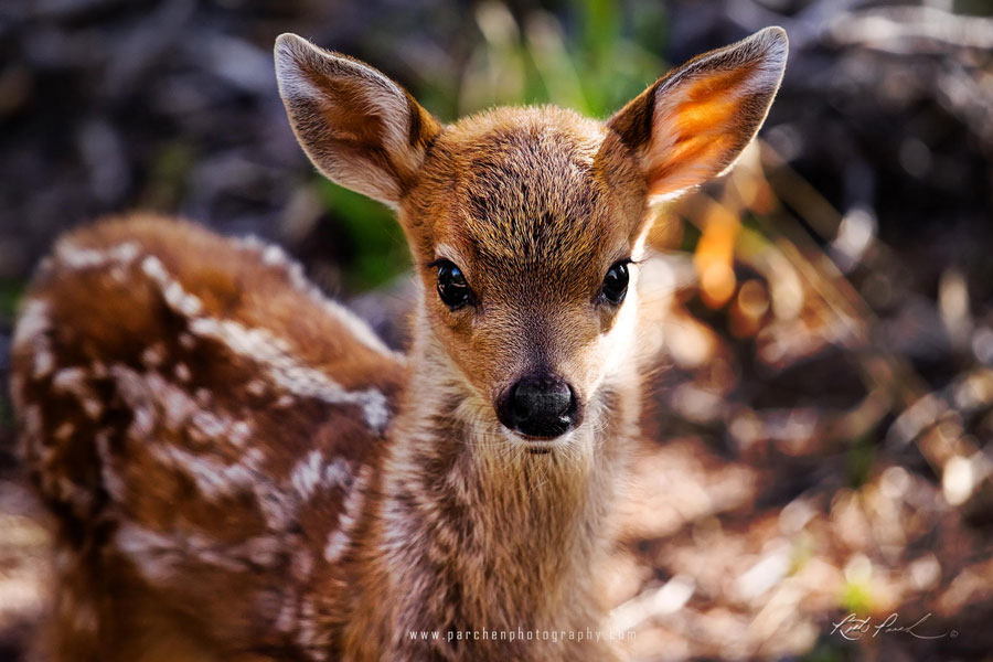 Cute Baby Animals - Baby Deer