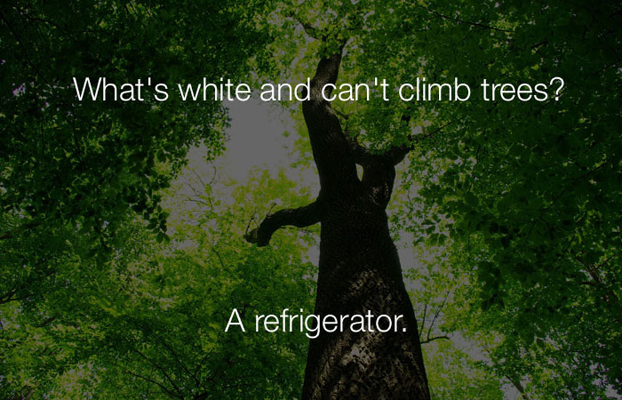 Hilarious Jokes - Whats white and cant climb trees.
