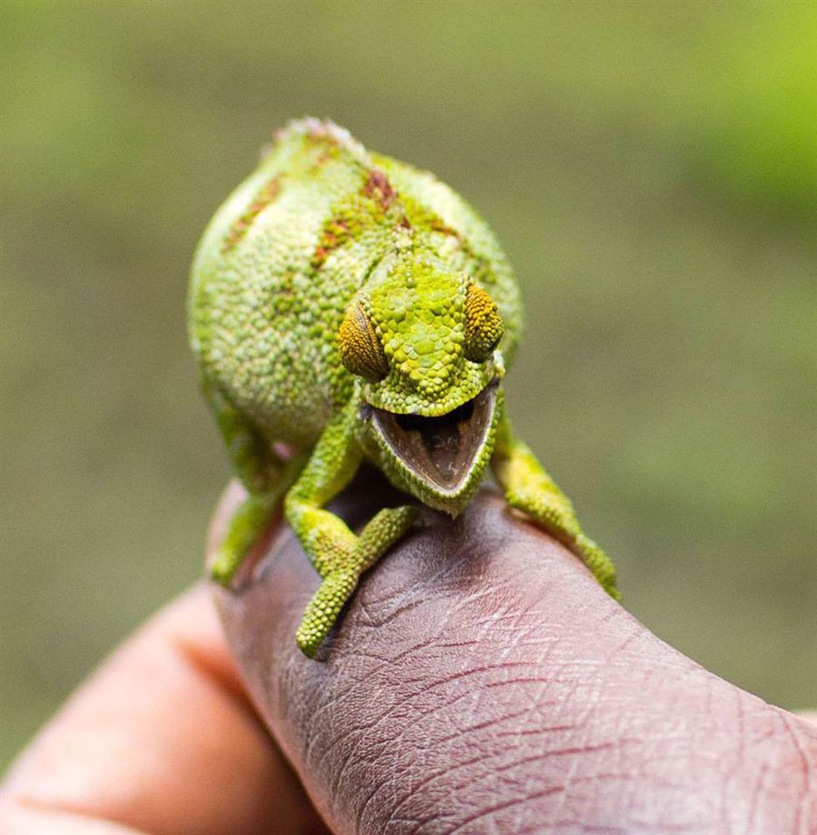 Laughing Animals Photos