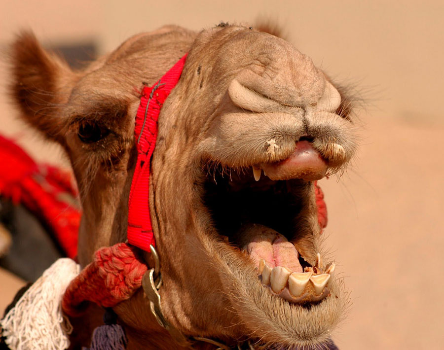 Funny Pictures of Animals Laughing